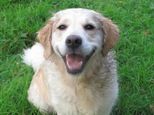 I know he's just a dog, but please send good vibes