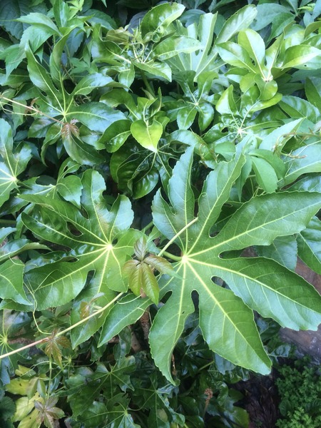 A garden is a lovesome thing, God wot!