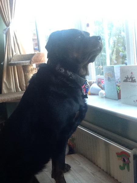 to ask for your Home Ed ideas, experiences and anecdotes?