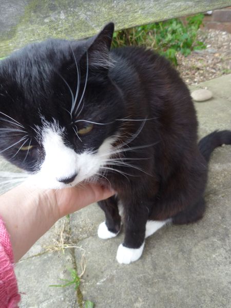 Does my cat have to go?
