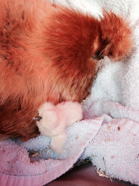 Just put fertilised eggs under a broody