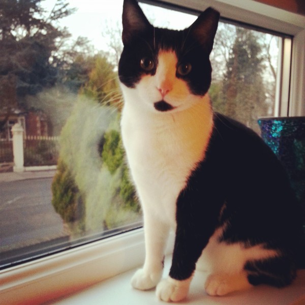 Shall we show off our cats? &#55357&#56832&#55357&#56832&#55357&#56832&#55357&#56832