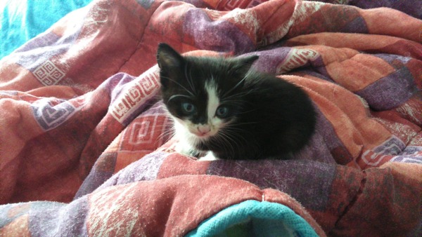 Found a kitten!!!