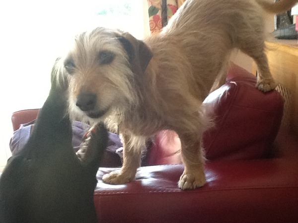I know he's just a dog, but please send good vibes