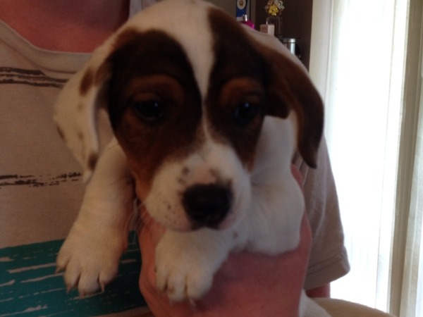 Looks like I'm going from one dog to three!!!! And a puppy name thread...