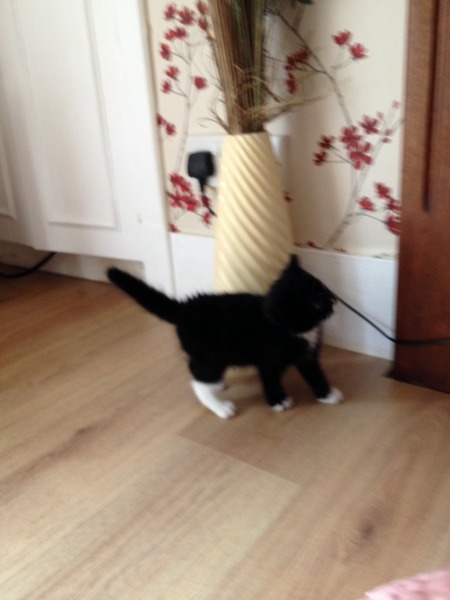 I don't need a kitten?