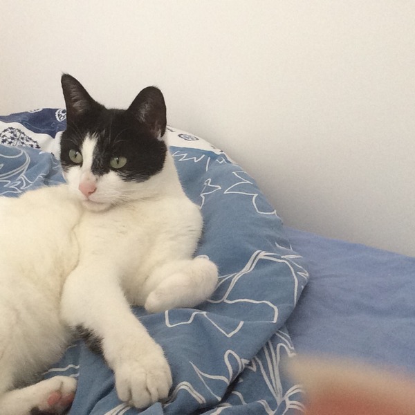to ask the cats to budge up so I can fit into the bed