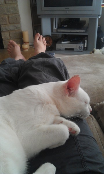AIBU to show you all a picture of the gorgeous male who's keeping me company this evening...