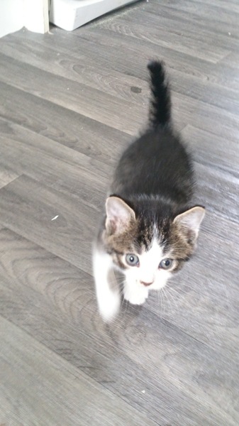 Our new kitten arrives today