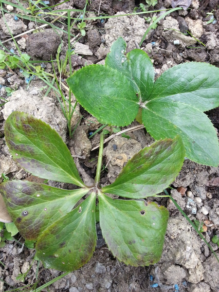 What has MIL done to my garden?