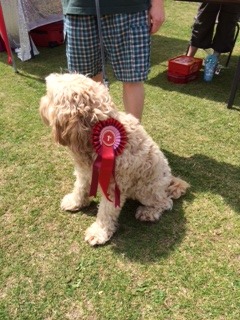 Please only tell me good things about your poodle/spaniel cross ...