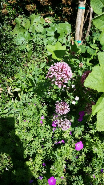 A garden is a lovesome thing, God wot!