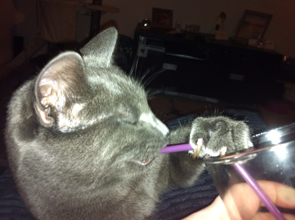 Shall we show off our cats? &#55357&#56832&#55357&#56832&#55357&#56832&#55357&#56832