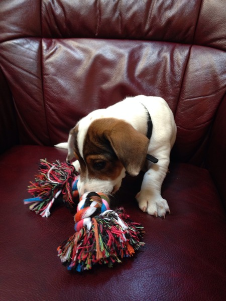 Meet Bandit :)