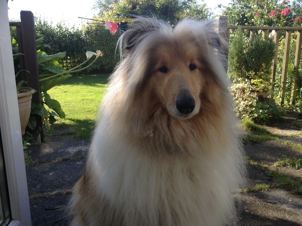 I know he's just a dog, but please send good vibes