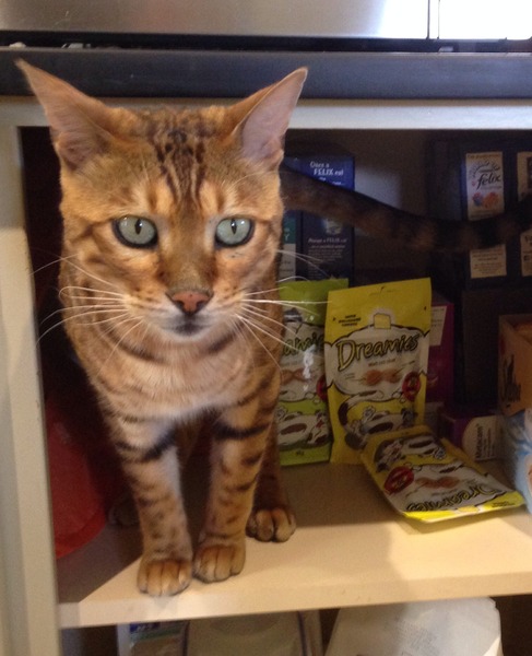 Shall we show off our cats? &#55357&#56832&#55357&#56832&#55357&#56832&#55357&#56832