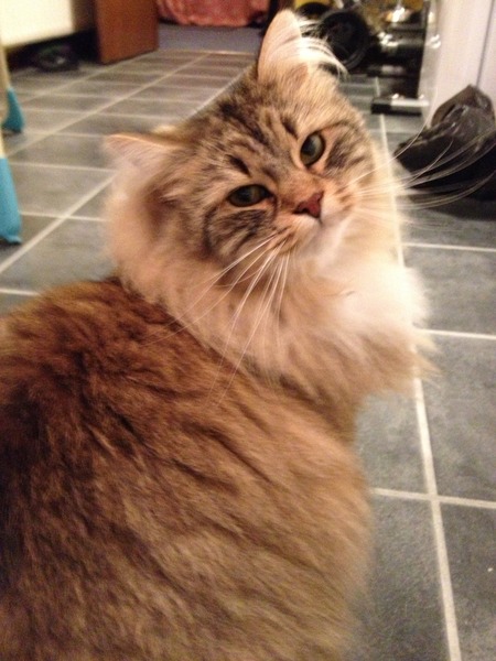 Maintaining weight & cheaters confessional