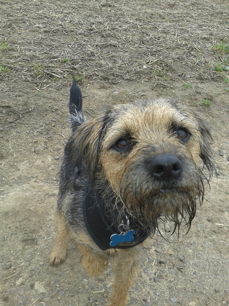 To think if you go to the dog beach you should expect dogs