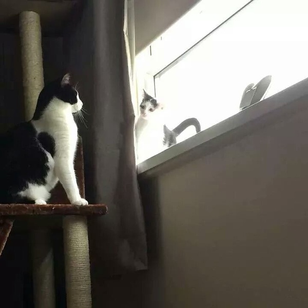 Resident cat, new kitten issues - need some reassurance...