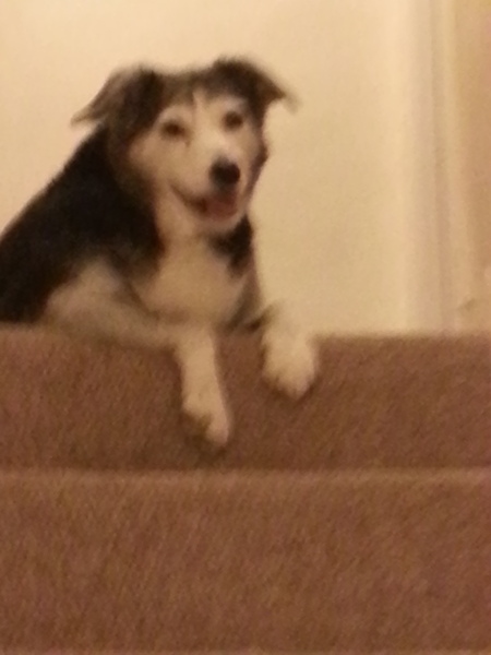 I know he's just a dog, but please send good vibes