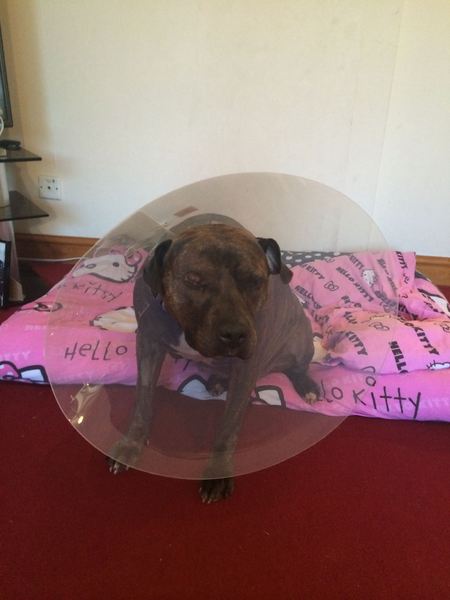 Rescue staffy has a cloudy eye.