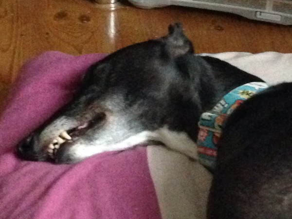 Dog Smiles