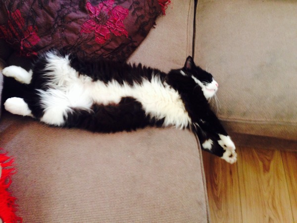 Maine coon?