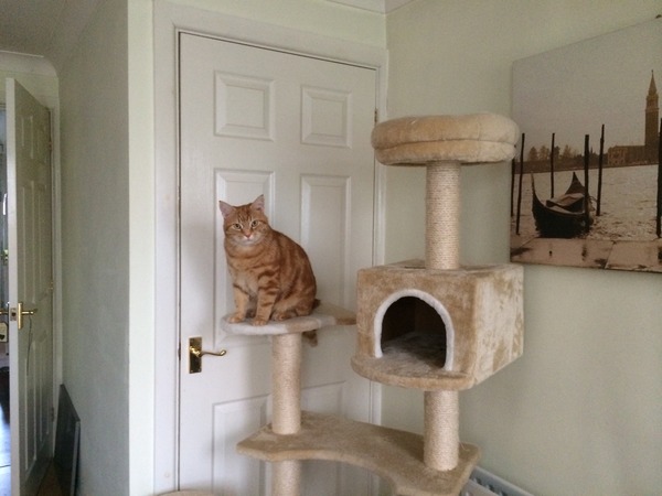 Where is your cat right now?