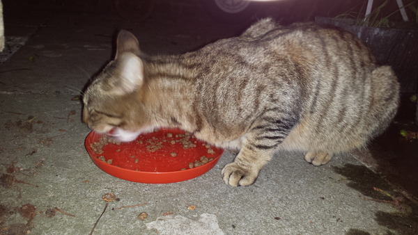Is this a stray?