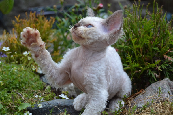 Baby Cat!