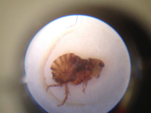 Indestructible fleas! HOW LONG????