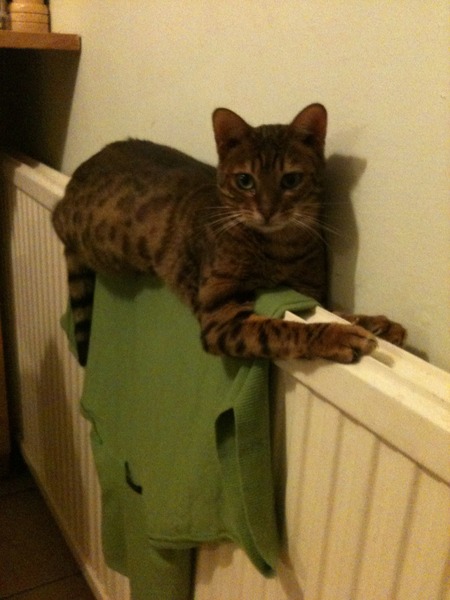 Shall we show off our cats? &#55357&#56832&#55357&#56832&#55357&#56832&#55357&#56832