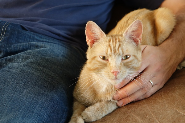 One rescue cat or two?