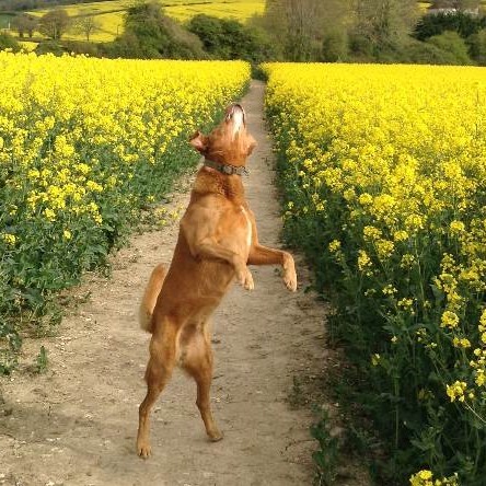 I know he's just a dog, but please send good vibes