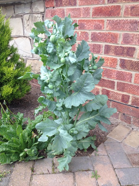 What plant/weed is this?!