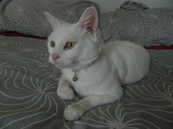 Shall we show off our cats? &#55357&#56832&#55357&#56832&#55357&#56832&#55357&#56832