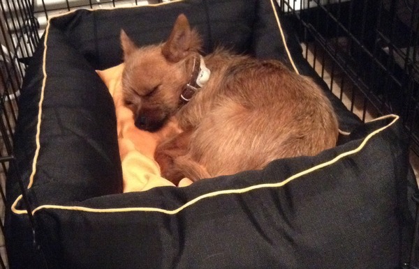 I know he's just a dog, but please send good vibes