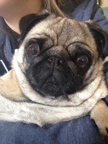 I know he's just a dog, but please send good vibes