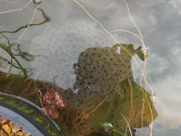 Froglets - time to release?