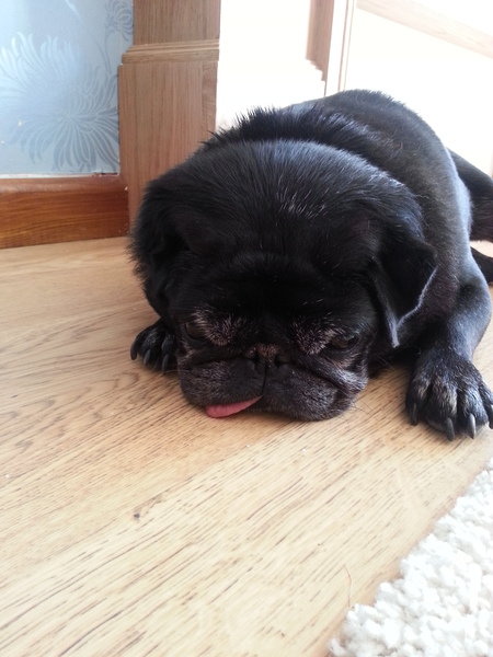 Landlords - would you rent to someone with a small dog?