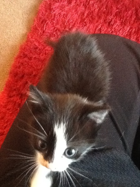 Found a kitten!!!