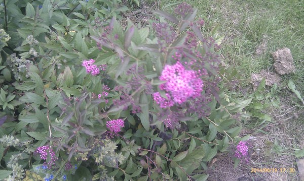 can you name this flowering plant?