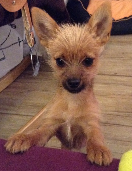 I know he's just a dog, but please send good vibes