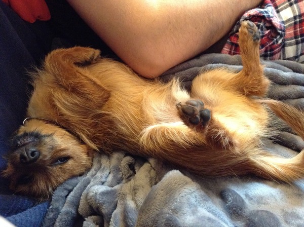 I know he's just a dog, but please send good vibes