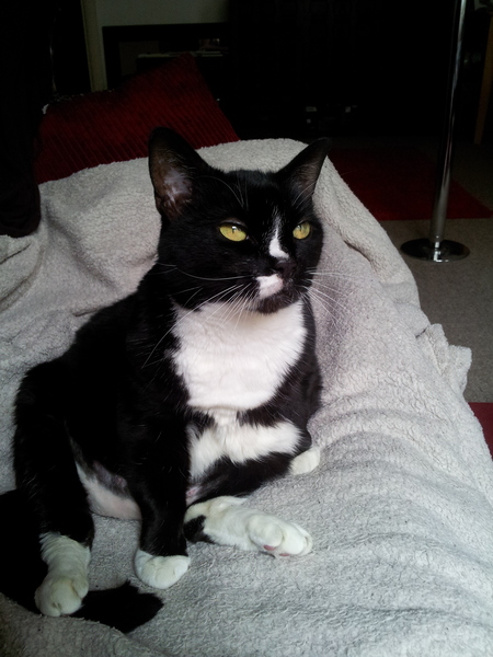 AIBU to show you all a picture of the gorgeous male who's keeping me company this evening...