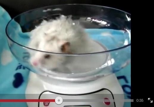 The 5:2 Thread number 45: Getting keen on quinoa, learning to love the lettuce and varying the veg - help and advice on improving our health and eating habits with 5:2 fasting.