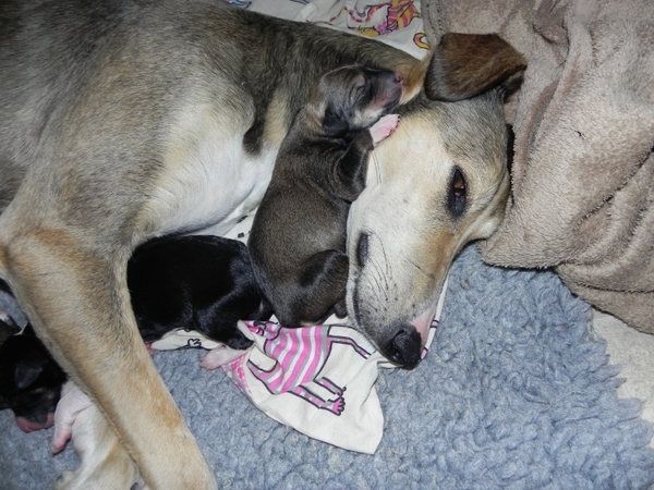 Greyhound, Whippet or Lurcher owner? Here's another pointy hounds cushion!