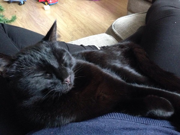 AIBU to show you all a picture of the gorgeous male who's keeping me company this evening...
