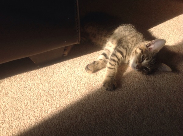 My new kitten
