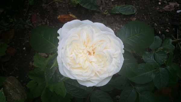 He who dares not grasp the thorn should never crave the rose